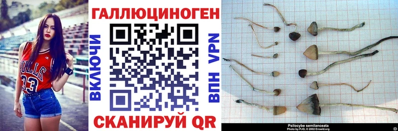 Галлюциногенные грибы Cubensis  закладка  Фролово 
